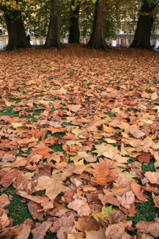 Autumn Leaves, The Circus, Bath.