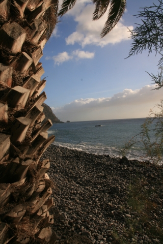 Palm Trunk, La Gomera.