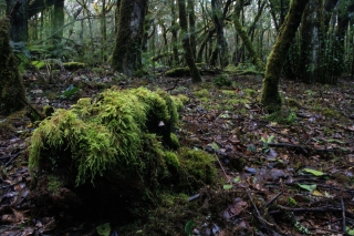 Cloud Forest, La Gomera, '14.