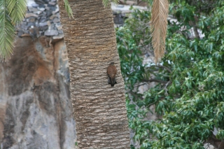 Unknown Raptor, La Gomera, '14.