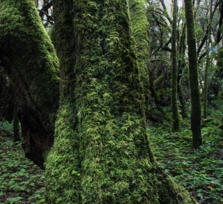 Cloud Forest, La Gomera, '14.