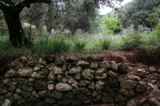 Wild Flowers, Lousios Gorge, Greece, '10.