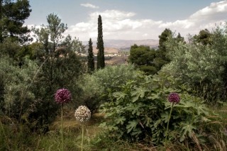 Aliums and Pencil Cypress's, Greece, '10.