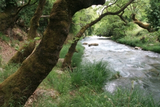 Plain Trees, Lousios Gorge, Greece, '10.