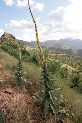 Roadside Flowers, Greece, '10.