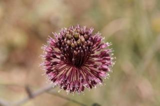 Purple Flower, Greece, '10.