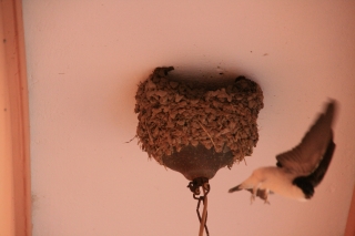 Swallows, Hotel Balcony, Greece, '10.