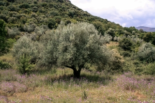 Olive Tree and Flowers, Greece, '10.