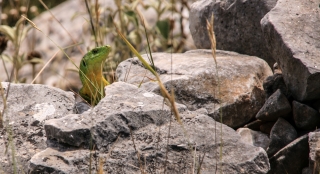 Lizard, Greece, '16.