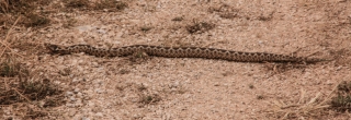 Horned Viper, Greece, '10.