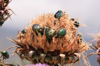 Emerald Beetles, Greece, '10.