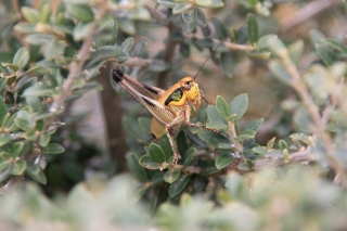 Grasshopper, Greece, '16.