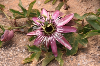 Passion Flower, Greece, '10.