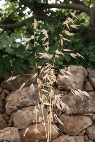 Grass Stalk, Greece, '10.