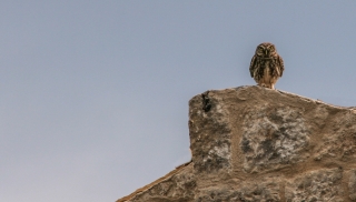 Owl, Greece, '10.