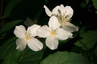 Spring, Parents Garden, '10.