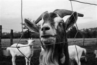 Goat, City Farm, London, '91.