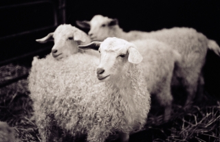 Sheep, City Farm, London, '91.