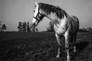 Horse, Herts.