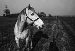 Horse, Herts.