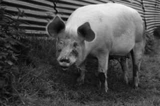 Pig, Dorset.