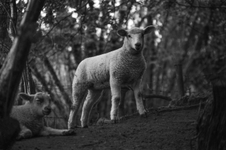 Lamb's, Dorset.