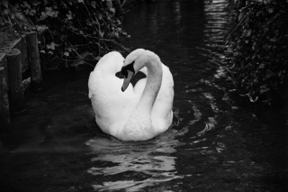 Swan.