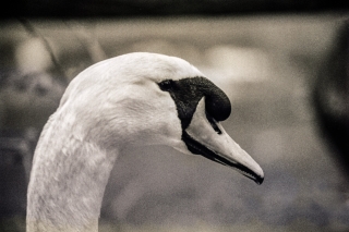 Swan, Abbotsbury, Dorset.