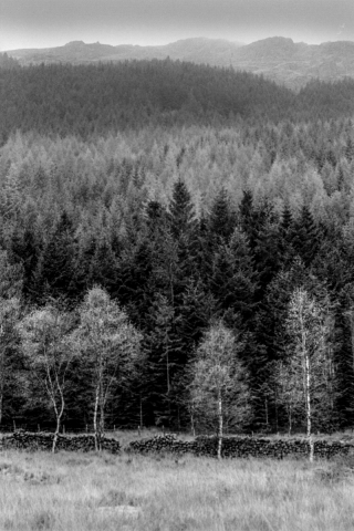 'Fir Wave', Dudden Valley, Cumbria, '96.