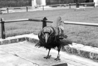 Raven, Tower of London.