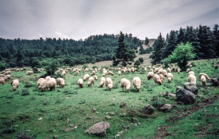 Mid Atlas, Morocco, '89.