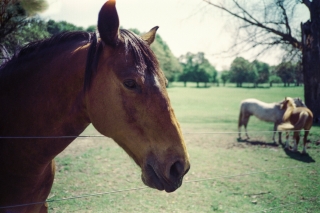 Horse, Herts.