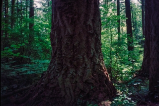 Temperate Rain Forest, Vancouver, Canada.