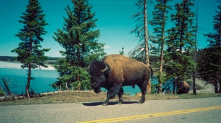 Buffalo, Yellowstone Park, USA.