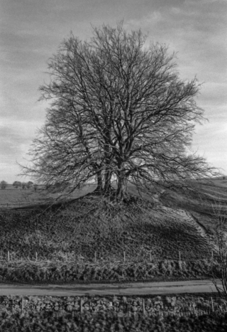 Beaches, Avebury, Wiltshire.