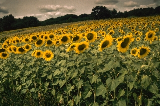 Sunflowers, France.