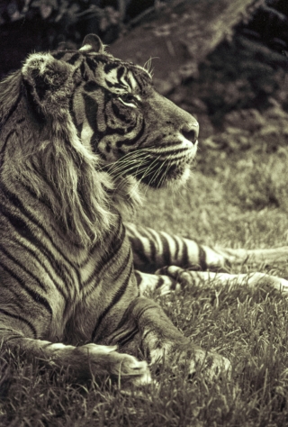 Tiger[toned], London Zoo. 2.