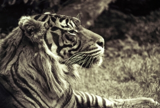 Tiger[toned], London Zoo. 1.