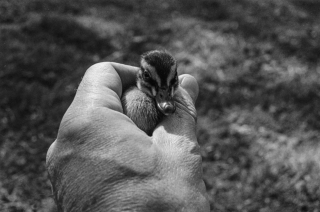 Duckling found under a car in Baker Street, '95.