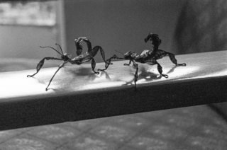 Stick Insects.