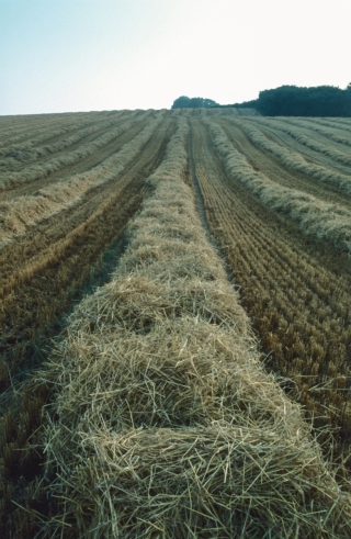 Corn Rows, Dorset.