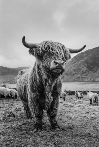 Highland Cow, Cumbria, '96.