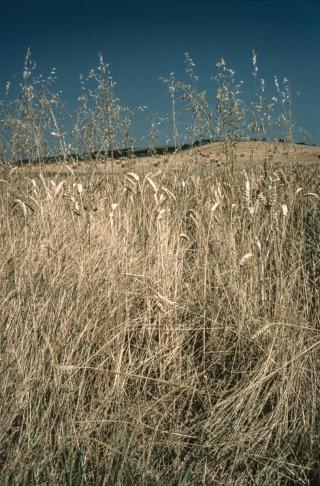 "The Corn Is As High...", Dorset.