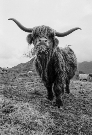 Highland Cow, Cumbria, '96.