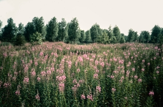 Willow Bay Herb, St.Albans.