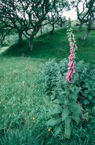 Foxglove and Oaks, Cumbria, '96.