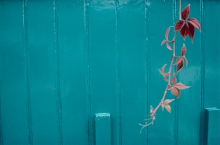 Garage/Virginia Creeper, London.