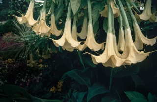 Datura, Golders Hill Park, London.