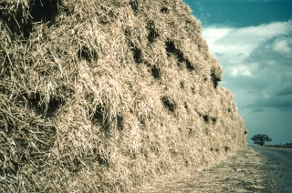 Hay Stack and Tree, Essex.