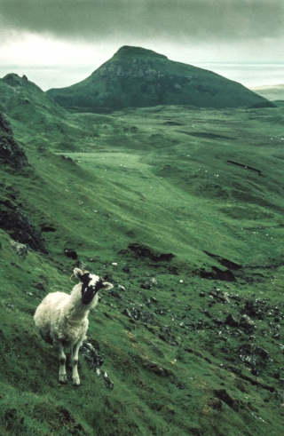 Sheep, Troternish Peninsular, Isle of Skye.